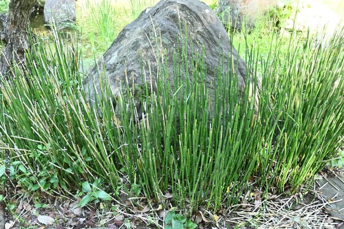 Equisetum hyemale in Japanese style garden. Equisetaceae evergreen pteridophytes. It grows in wetlands and has underground rhizomes that grow horizontally. photo