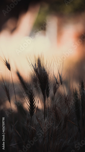 wheat field at sunset