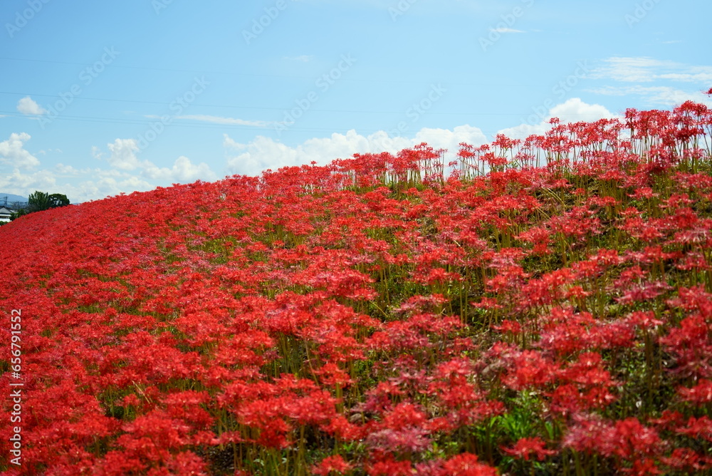 美しい大口大田の彼岸花