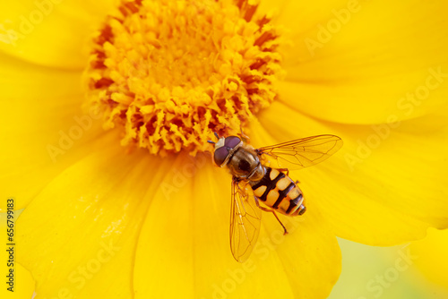 syrphid Sucking nectar on flowers © zhang yongxin