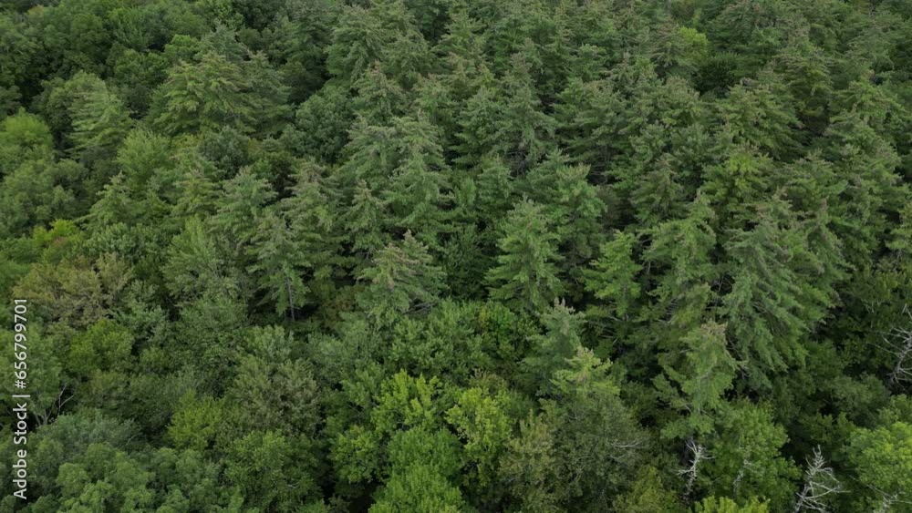 flying over treetops in dense forest (looking down at conifer and deciduous trees) 4k nature drone shot, birds eye view landscape flying over treetops in dense forest (looking down at conifer and deciduous trees) 4k nature drone shot, birds eye view landscape