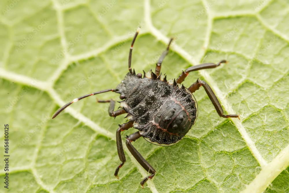 Fototapeta premium The stinkbug family insects inhabit wild plants