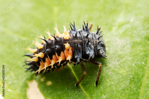 Harmonia axyridis larvae inhabit the leaves of wild plants