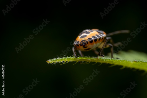 Eurydema dominulus Scopoli inhabit the leaves of wild plants