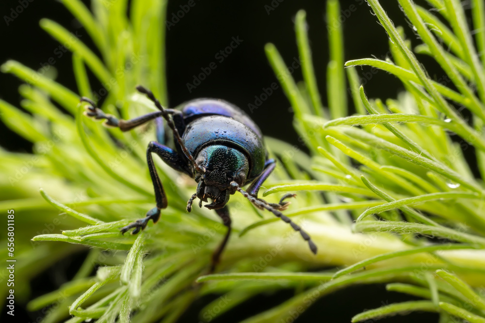 leaf beetle inhabiting on the leaves of wild plants leaf beetle inhabiting on the leaves of wild plants