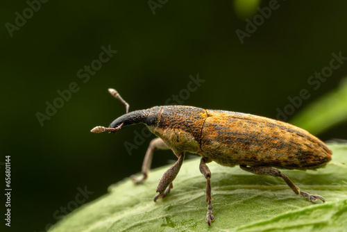 Lixus ochraceus Boheman inhabit the leaves of wild plants photo