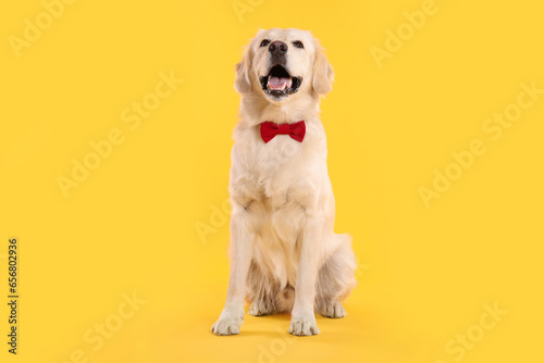 Cute Labrador Retriever with stylish bow tie on yellow background