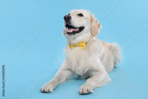Cute Labrador Retriever with stylish bow tie on light blue background. Space for text © New Africa