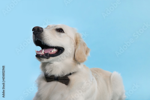 Cute Labrador Retriever with stylish bow tie on light blue background