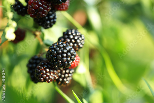 Ripe blackberries growing on bush outdoors, closeup. Space for text