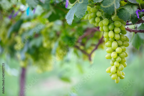 Bunch of white grapes hanging with green leaves on the vine in vineyard 