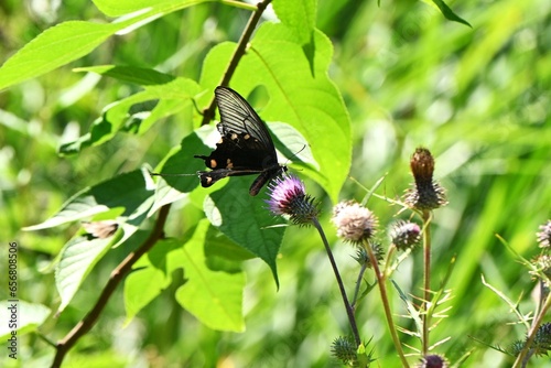 Female Byasa alcinous (Chinese windmill). Lepidoptera Papilionidae Butterfly.It eats poisonous leaves and accumulates poison in its body to protect itself from predators. photo