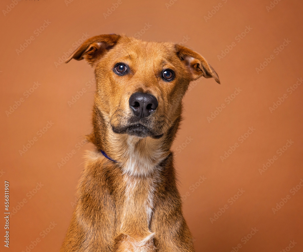 cute dog on an isolated background cute dog on an isolated background