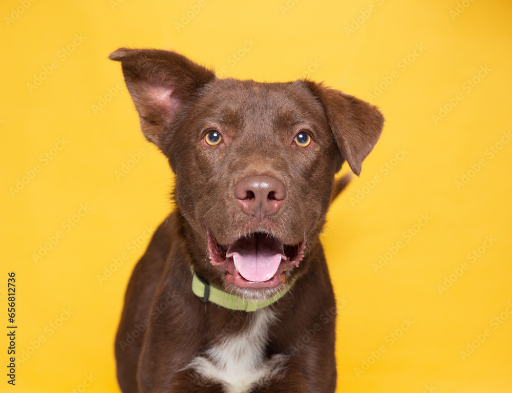 cute dog on an isolated background