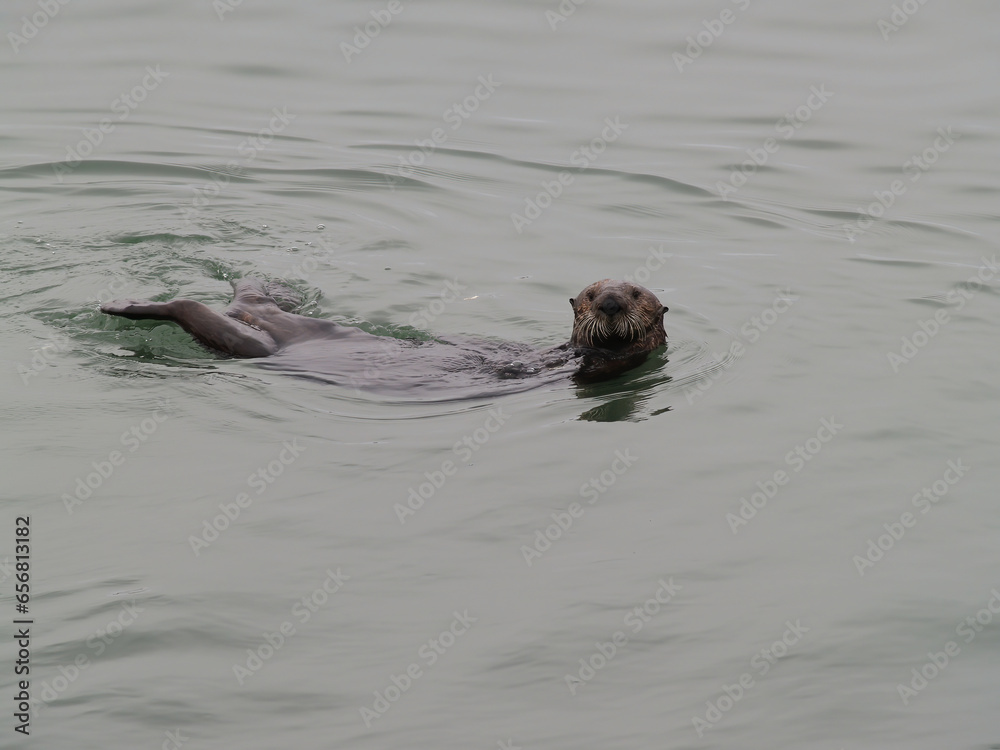Obraz premium Sea Otter Swimming In Water Looking At Camera