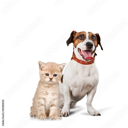 Cat and dog pets sitting together