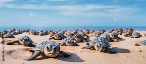 Large number of baby turtles emerge from nest making their way to the sea Enchanting and adorable wildlife sight at Ningaloo National Park in Exmouth Western Australia