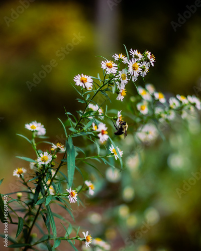 Chamomile and Bee