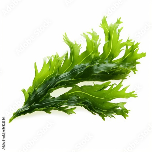 seaweed isolated on white background cutout, Generative AI  photo