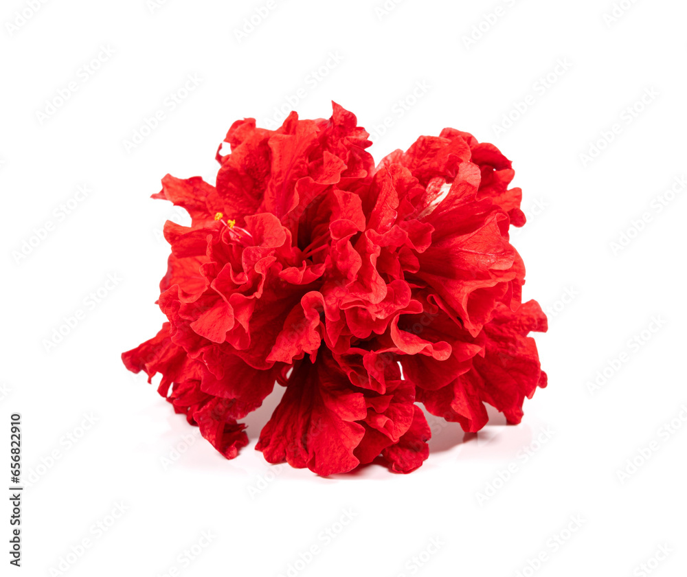 red peony flower isolated on white background. red peony flower isolated on white background.