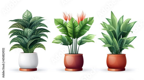 illustration potted plants for the interior on white background.