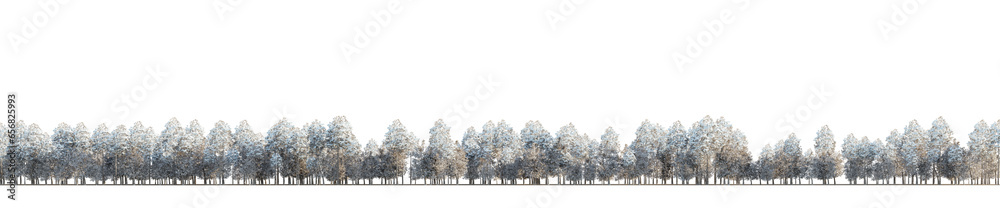 isolated winter conifer tree, best use for skyline background. - obrazy, fototapety, plakaty 