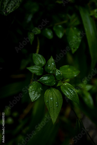 rain drops on a green leaf