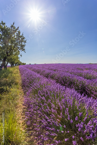 Champ de lavande sous le soleil de la Provence 