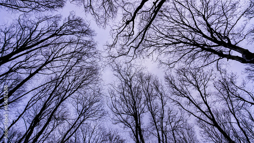 Winter's Sleep