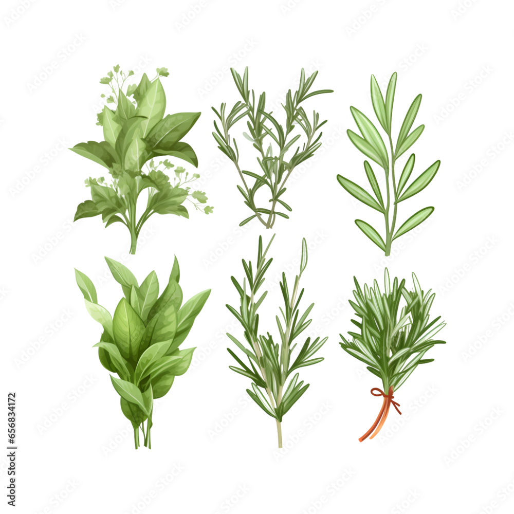 herbs isolated on white herbs isolated on white