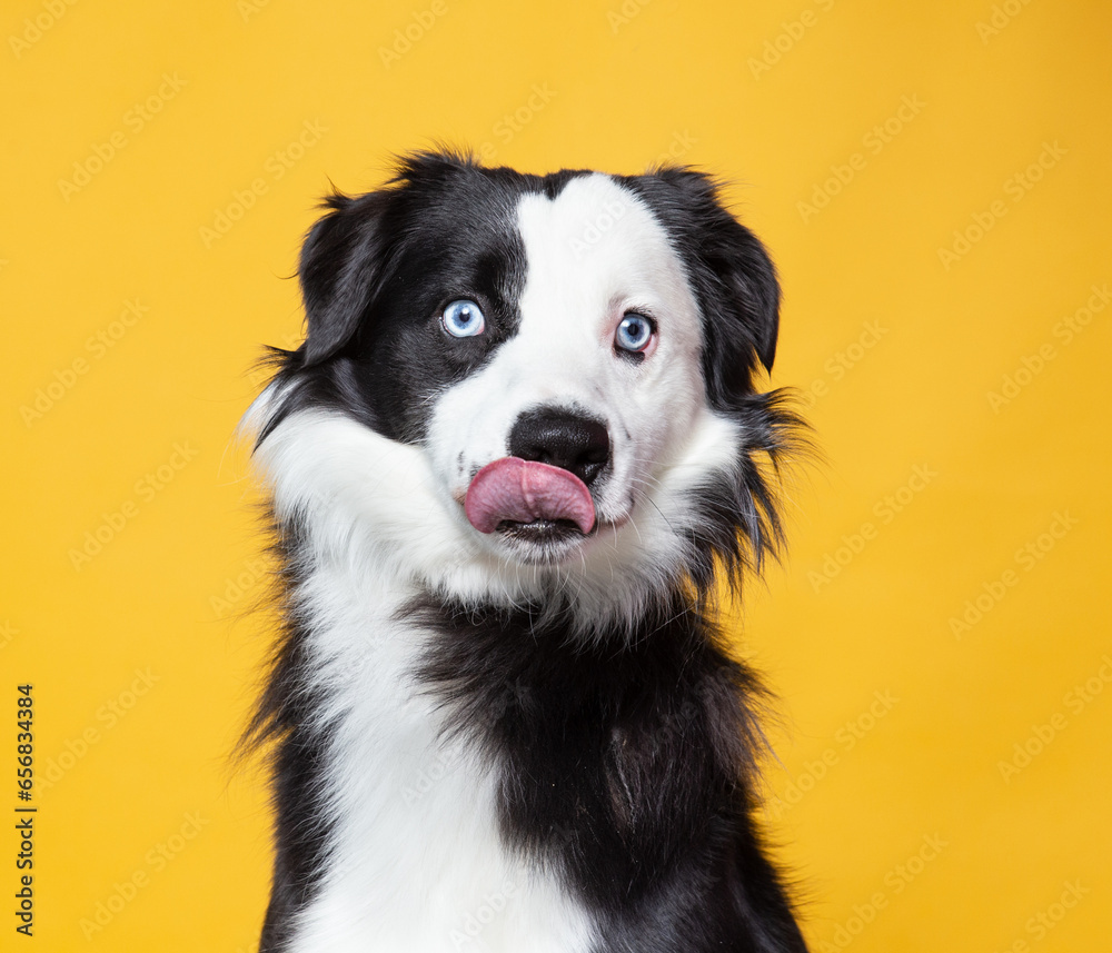 cute dog on an isolated background cute dog on an isolated background