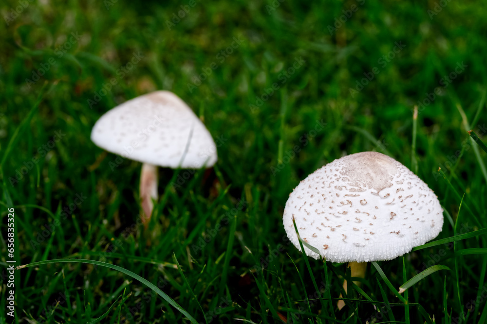 Mushrooms growing in yard ground cover. Mushrooms growing in yard ground cover.