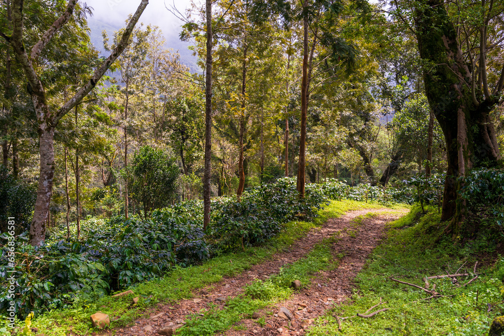 Coffee tree in coffee plantation on the mountain Coffee tree in coffee plantation on the mountain