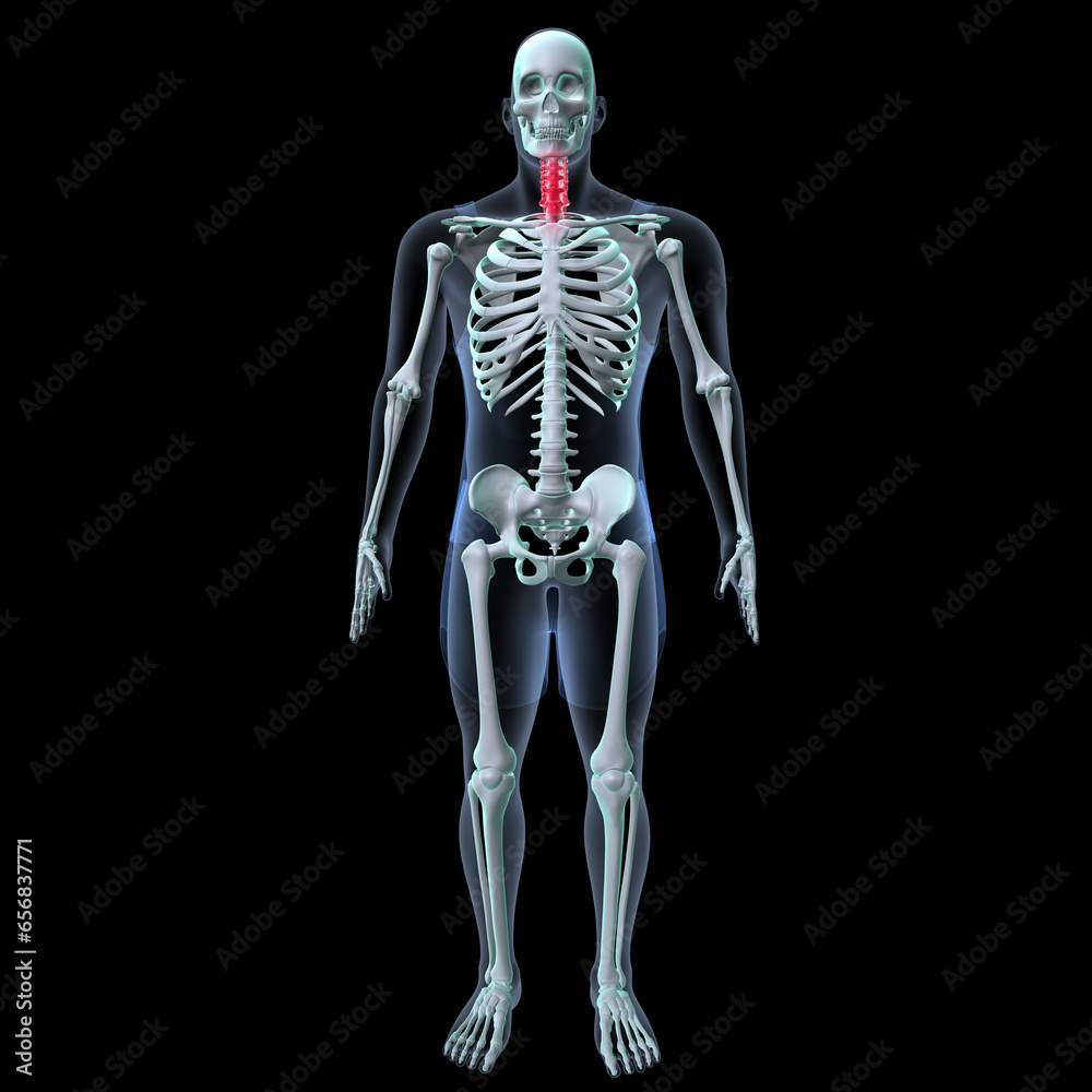 Human skeleton anatomy for medical concept 3D rendering
