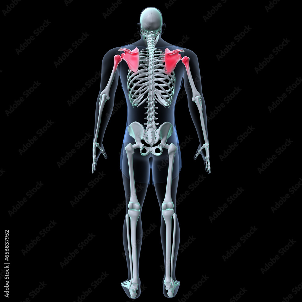 Human skeleton anatomy for medical concept 3D rendering
Human skeleton anatomy for medical concept 3D rendering