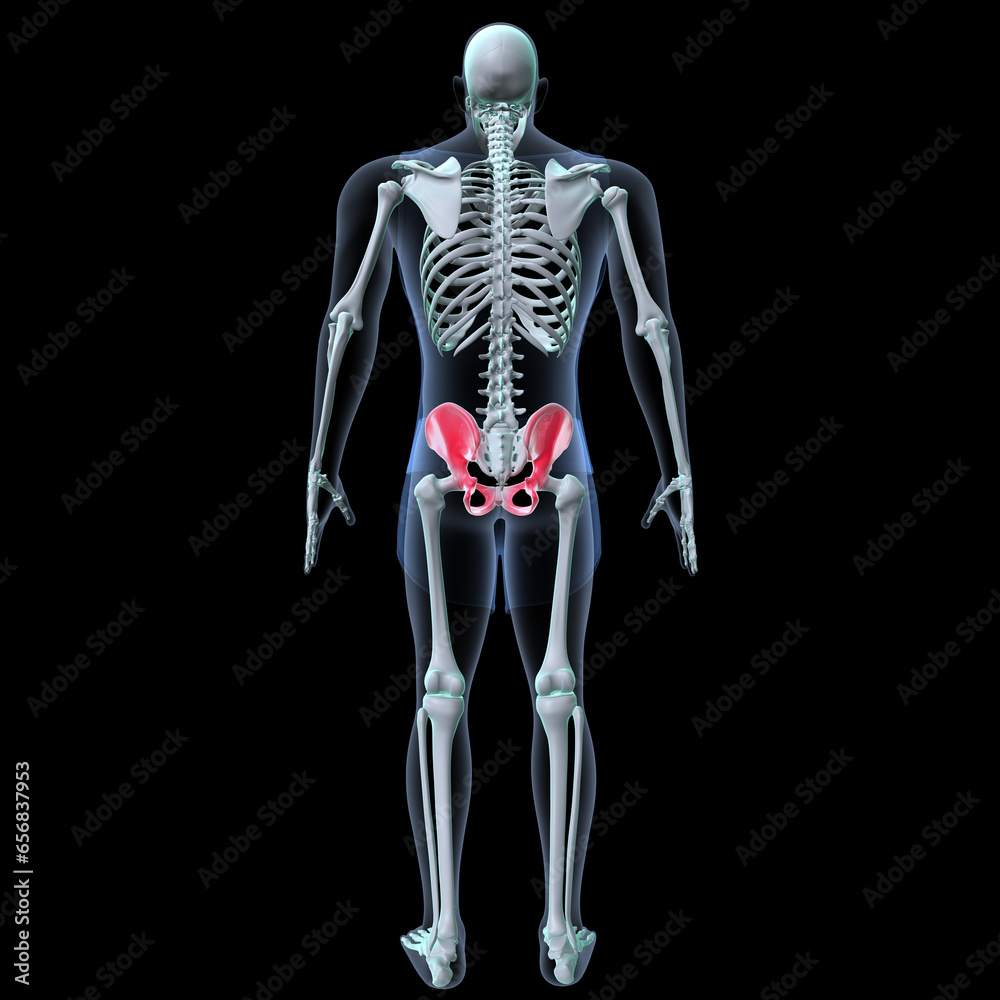 Human skeleton anatomy for medical concept 3D rendering
