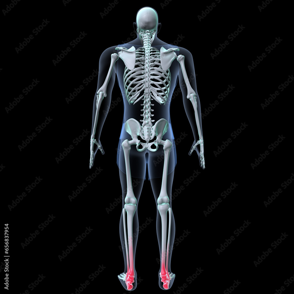 Human skeleton anatomy for medical concept 3D rendering
