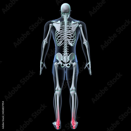 Human skeleton anatomy for medical concept 3D rendering  © PIC4U
