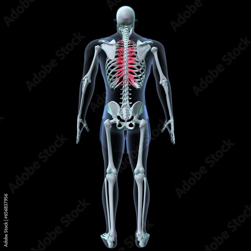 Human skeleton anatomy for medical concept 3D rendering 