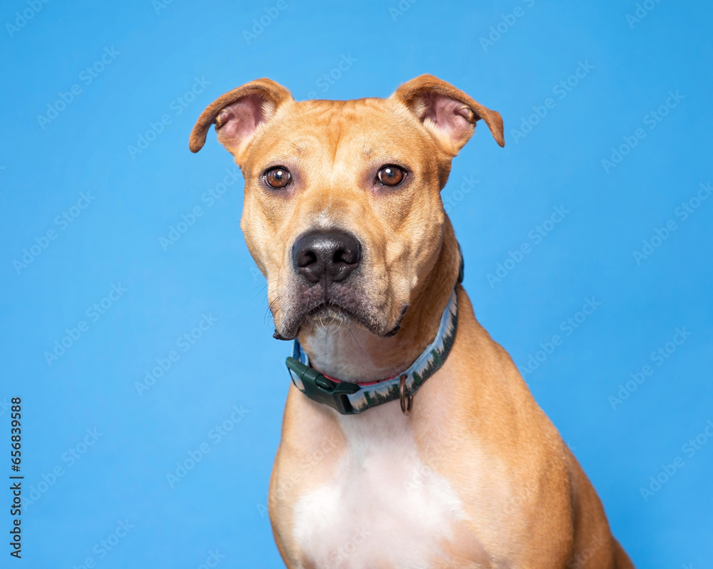 cute dog on an isolated background