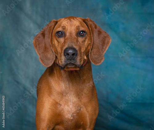 cute dog on an isolated background © annette shaff