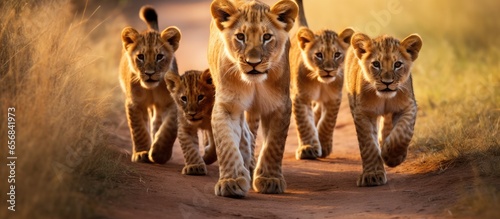 A bunch of lion cubs and lionesses are walking on a road in the savannah showing the beauty of the natural habitat and wildlife