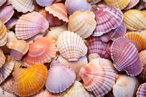 Seashells background, closeup of colorful seashells