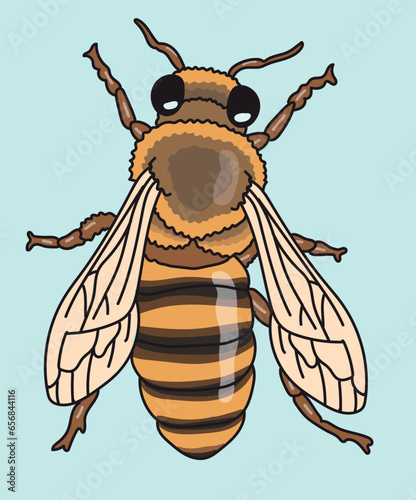 Bee Honeybee Insect Top View