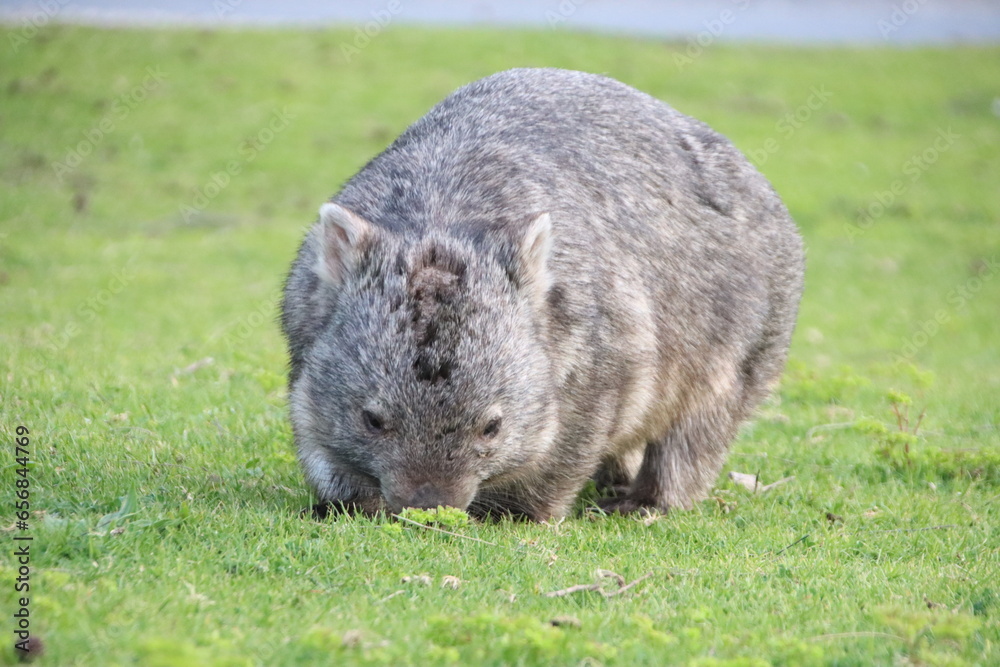 Bare-nosed Wombat (Vombatus ursinus), aka Common Wombat, Wilsons Promontory National Park, Victoria, Australia. Bare-nosed Wombat (Vombatus ursinus), aka Common Wombat, Wilsons Promontory National Park, Victoria, Australia.