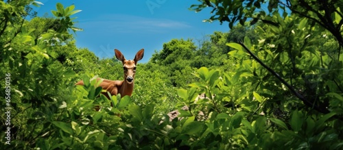 Indian sambar deer hiding in the dense jungle foliage at Sariska National Park with a prominent head and large ears visible under the blue sky of India