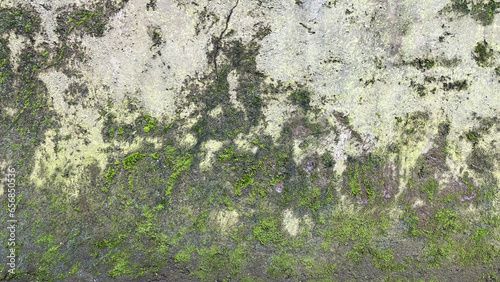 Concrete wall with grunge texture and moss green algae 