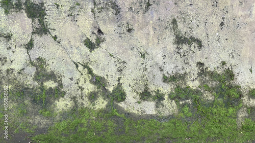 Φωτογραφία Old concrete mossy wall with green texture