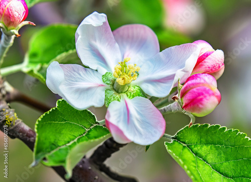 Close-up Apple blossom in bokeh background photo