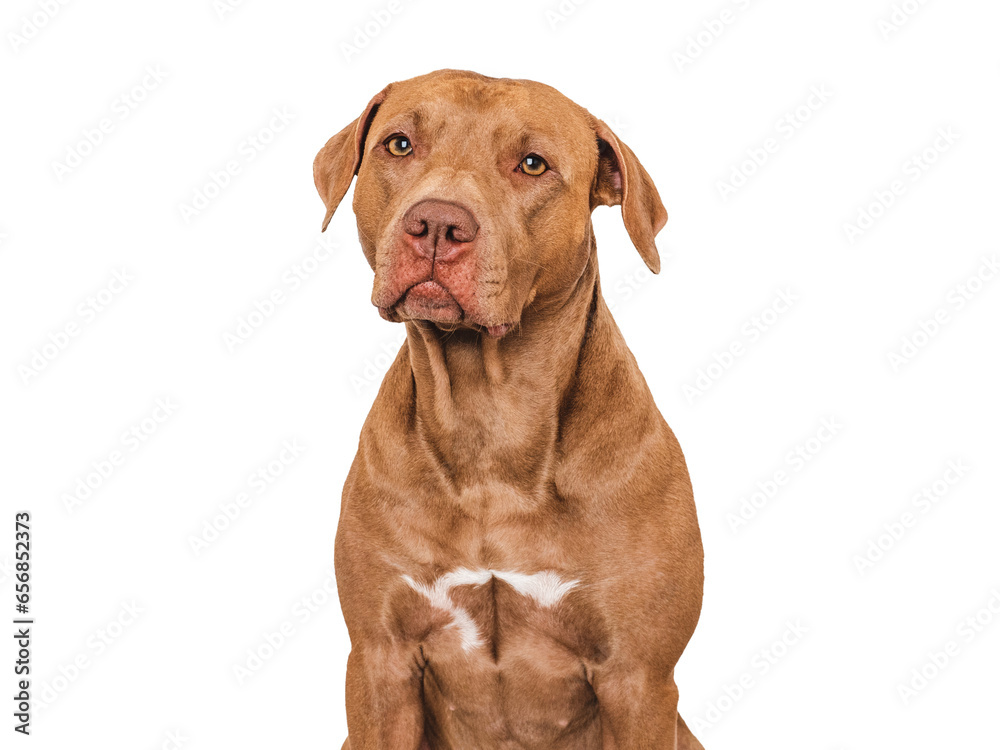 Cute brown dog. Isolated background. Close-up, indoors. Studio photo. Day light. Concept of care, education, obedience training and raising pets